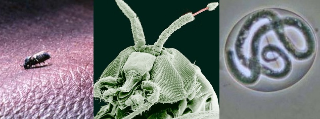 Black Fly and worm